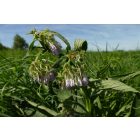 Fekete nadálytő (Symphytum officinale), 3 gyökérdarab