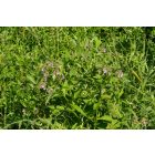 Fekete nadálytő (Symphytum officinale), 3 gyökérdarab