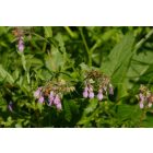 Fekete nadálytő (Symphytum officinale), 3 gyökérdarab