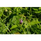 Fekete nadálytő (Symphytum officinale), 3 gyökérdarab