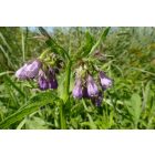 Fekete nadálytő (Symphytum officinale), 3 gyökérdarab