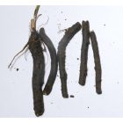 Fekete nadálytő (Symphytum officinale), 3 gyökérdarab