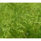 Egynyári üröm (Artemisia annua) vetőmag