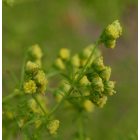 Egynyári üröm (Artemisia annua) vetőmag