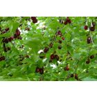Húsos som (Cornus mas) szabadgyökeres csemete