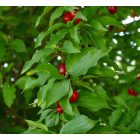 Húsos som (Cornus mas) szabadgyökeres csemete