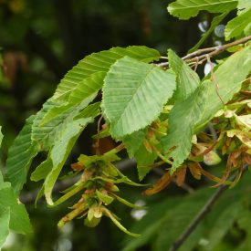 Gyertyán (Carpinus betulus) szabadgyökeres csemete
