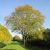 Magas kőris (Fraxinus excelsior) szabadgyökeres csemete