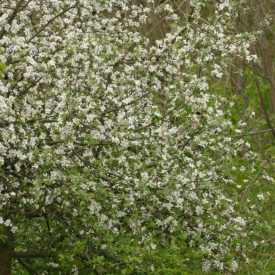 Vadalma (Malus sylvestris) szabadgyökeres csemete
