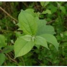 Vadalma (Malus sylvestris) szabadgyökeres csemete