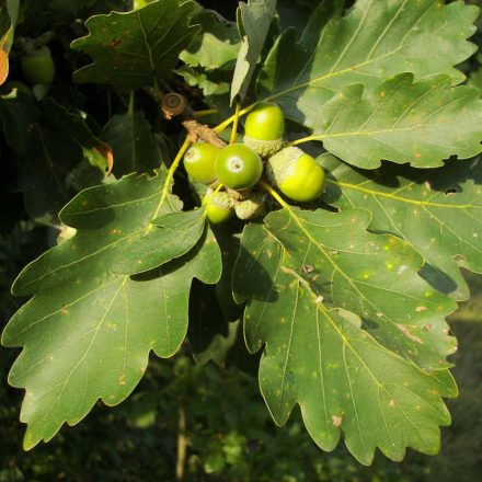 Kocsánytalan tölgy (Quercus petraea) szabadgyökeres csemete