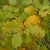 Molyhos tölgy (Quercus pubescens) szabadgyökeres csemete