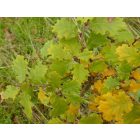 Molyhos tölgy (Quercus pubescens) szabadgyökeres csemete