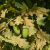 Kocsányos tölgy (Quercus robur) szabadgyökeres csemete