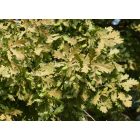 Kocsányos tölgy (Quercus robur) szabadgyökeres csemete