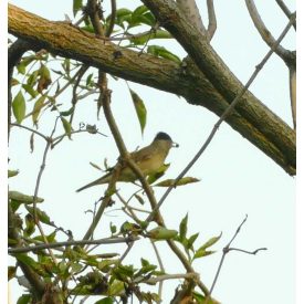   Madárbarát csemetecsomag, 6 faj, 12 szabadgyökerű csemete