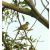 Madárbarát csemetecsomag, 6 faj, 12 szabadgyökerű csemete