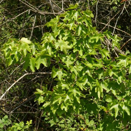 Mezei juhar (Acer campestre) szabadgyökeres csemete