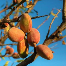 Vadmandula (Amygdalus communis) szabadgyökeres csemete