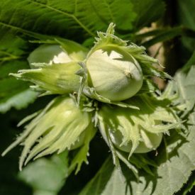 Vad mogyorók és barátaik csemetéi, 4 faj, 9 csemete