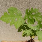 Ficus afghanistanica, Afgán füge, fagytűrés -24 fok