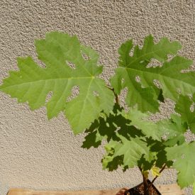 Ficus afghanistanica, Afgán füge, fagytűrés -24 fok