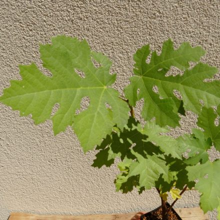 Ficus afghanistanica, Afgán füge, fagytűrés -24 fok