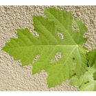Ficus afghanistanica, Afgán füge, fagytűrés -24 fok
