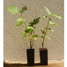 Ficus afghanistanica, Afgán füge, fagytűrés -24 fok