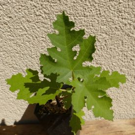   Ficus afghanistanica 'Silver Lyre', Afgán füge, fagytűrés -24 fok