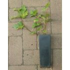 Ficus afghanistanica 'Silver Lyre', Afgán füge, fagytűrés -24 fok