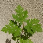 Ficus afghanistanica 'Persien', Afgán füge, fagytűrés -21 fok