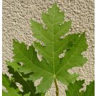 Ficus afghanistanica 'Persien', Afgán füge, fagytűrés -21 fok
