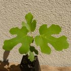Ficus carica 'Helvetica', Svájci füge, fagytűrés -18 fok
