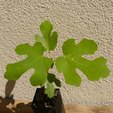 Ficus carica 'Helvetica', Svájci füge, fagytűrés -18 fok