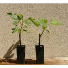 Ficus carica 'Helvetica', Svájci füge, fagytűrés -18 fok