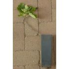 Ficus carica 'Helvetica', Svájci füge, fagytűrés -18 fok