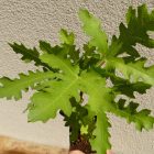 Ficus carica 'Ice Crystal', Jégkristály füge, fagytűrés -24 fok
