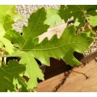 Ficus carica 'Ice Crystal', Jégkristály füge, fagytűrés -24 fok
