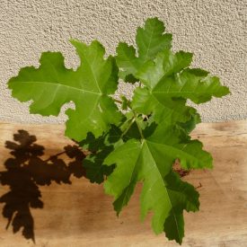   Ficus carica var. digitata "johannis" vadfüge, fagytűrés -21 fok