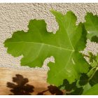 Ficus carica var. digitata "johannis" vadfüge, fagytűrés -21 fok