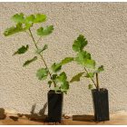 Ficus carica var. digitata "johannis" vadfüge, fagytűrés -21 fok