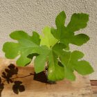 Ficus carica 'Kaukasus' vadfüge, fagytűrés -21 fok