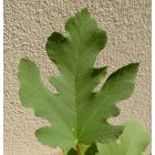 Ficus carica 'Kaukasus' vadfüge, fagytűrés -21 fok