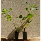 Ficus carica 'Kaukasus' vadfüge, fagytűrés -21 fok
