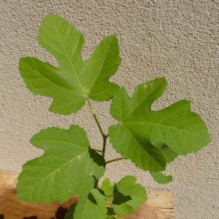 Ficus carica 'Pontica' vadfüge, fagytűrés -20 fok