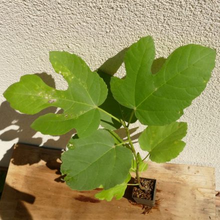 Ficus carica 'Scone', Pogácsa füge, fagytűrés -18 fok
