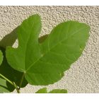 Ficus carica 'Scone', Pogácsa füge, fagytűrés -18 fok