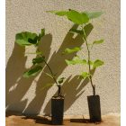 Ficus carica 'Scone', Pogácsa füge, fagytűrés -18 fok