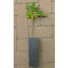 Ficus carica 'Scone', Pogácsa füge, fagytűrés -18 fok